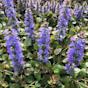 Ajuga Reptans Bronze Beauty Bugleweed