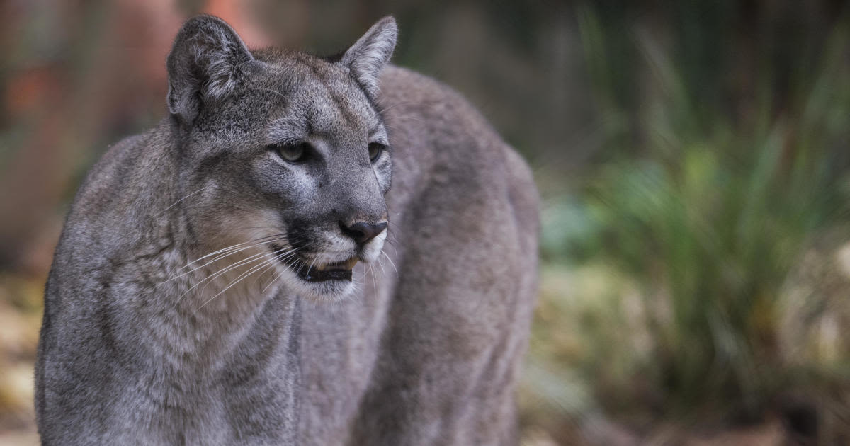 More Florida panthers have died so far in 2024 than in all of last year