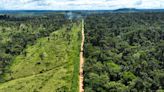 Deforestation in Brazil's Amazon falls in first month under Lula