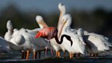 Florida flamingos spotted in unusual places after Idalia: 'Where are (they) going?'