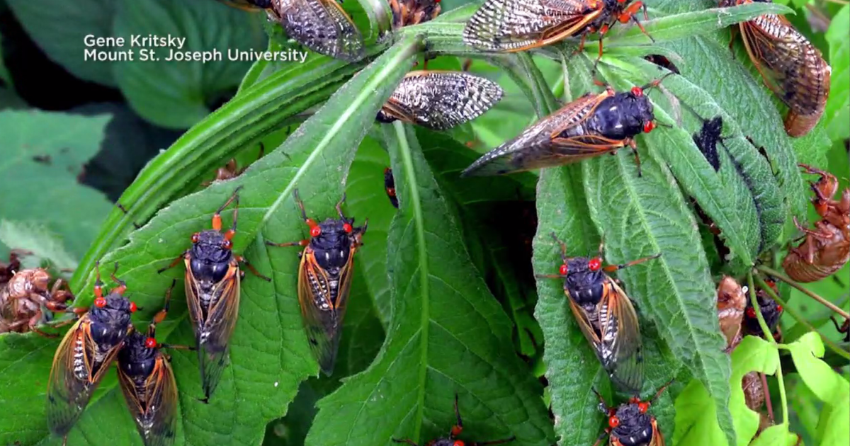 What do cicadas sound like, and why are they so loud?