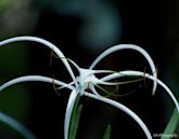 Spider lily