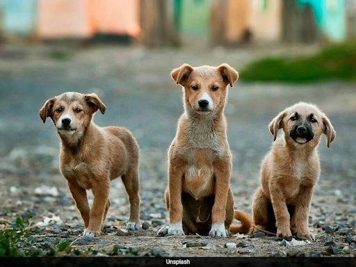 Animal Detectives Rise To Prominence In China's Expanding Pet Industry