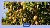 How Mukesh Ambani transformed Jamnagar's barren lands to become world's top mango exporter