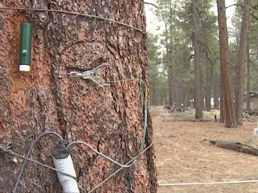 Flagstaff researchers use NASA satellites and tagged trees to help prevent wildfires