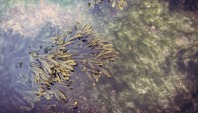 El alga asiática ahoga a la Costa Tropical de Granada