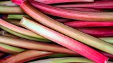 Love rhubarb? Save on grocery bills by growing your own