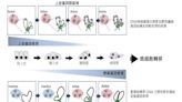 臺大醫學系研究團隊 開拓癌症轉移預測新思維