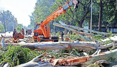 No felling of trees on Kanwar Marg, UP Govt to NGT