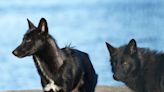 From on the run to the '401 Run': Ohio sanctuary readies to receive Warwick wolf dogs