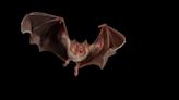 A question for Halloween: Are vampire bats real? | ECOVIEWS