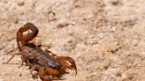 Surprise! Norwich school staff says students safe after a scorpion was found in bananas