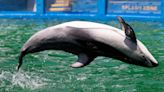 Li’i, Lolita’s longtime Miami Seaquarium companion, relocated to San Antonio SeaWorld