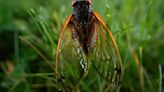 Cicada Invasion Chasers