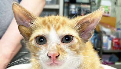 Rare Kitten With 4 Ears at Tennesse Rescue Has Everyone in Love