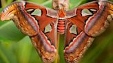 One Of World's Largest Moths Found In U.S. For The First Time