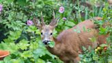 Do Deer Eat Tomato Plants? 5 Ways to Protect Your Harvest