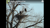 2-day-old baby eagle has ‘heartbreaking’ death when nest plunges from Colorado tree