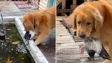 Video Shows Golden Retriever Rescuing Drowning Pigeon from Pond