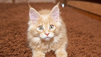 Maine Coon Cat Shows New Kitten Brother Who's in Charge of the Household