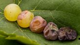 Noble Rot, Explained: How the World’s Great Sweet Wines Are Created by a Finicky Grey Fungus