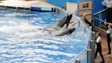 Stacey & Mike Happy News: Twins Did Sea World Camp As Kids, Now Work There | K103 Portland