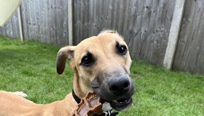 Loveable lurcher Scooby seeks forever home after year-long wait