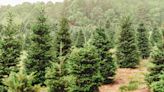 No shortage of Christmas trees this year, but don’t expect any red-tag deals