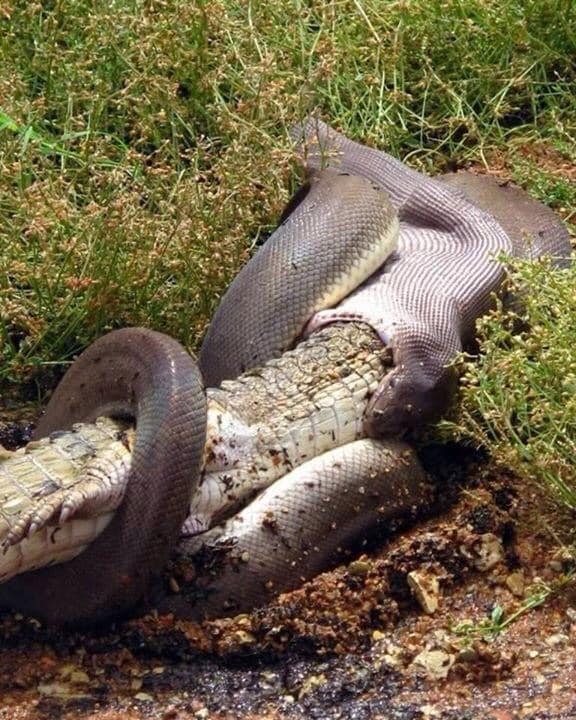 Photographs show stunning moment python swallows crocodile in Australia