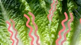 Is It Safe To Eat Lettuce That's Turned Pink Or Slimy?