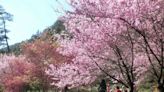〈中華旅遊〉不必出國！武陵農場櫻花季來了