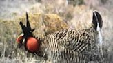 Feds to protect lesser prairie chicken in Kansas. It is likely to touch off a legal battle