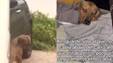 Joven rescata a perrito callejero durante el huracán Norma
