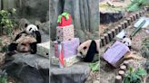 Singapore's panda cub Le Le's return to China remains under discussion as he turns 2