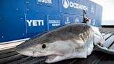 10-foot great white shark pings off Florida near Sarasota