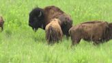 Buffalo released into restored prairie at Indiana Dinosaur Museum