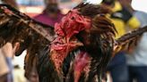 Evidence of suspected 'cock fighting' discovered alongside 15 dead roosters in Co Monaghan - Homepage - Western People