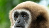 Gibbon Monkey Meets a Turtle for the First Time and Is the Picture of Confusion