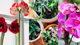 10 house plants that will stay alive in the winter: Orchids, jade, succulents & more