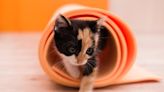 Kitten yoga returns to Clovis: want to take part?