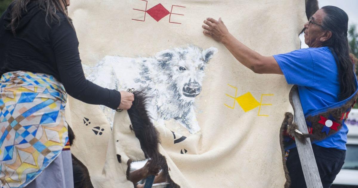 Tribes honor birth of rare white buffalo calf, reveal its name: Wakan Gli | OUT WEST ROUNDUP