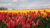 This Small Oregon Town Has One of the Best Displays of Tulips in the U.S. — With 40 Acres of Blooms