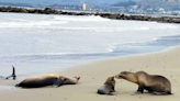 Hundreds of sick sea lions filling California beaches this holiday weekend