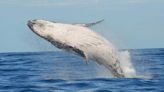 Humpback Whales Were Happier at the Height of the COVID Pandemic