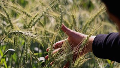 Exclusive: Egypt planning for major wheat import savings, sources say