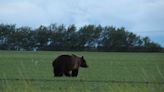 Alberta invests in program to stop grizzlies from wandering onto farms