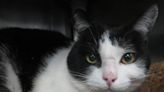 Pet of the Week: Blind in one eye, Oreo the tuxedo cat seeks a quiet, loving home