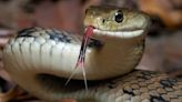 Estos son los tres tipos de serpientes venenosas que se pueden cruzar en Virginia: qué recaudos tomar