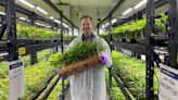 How the largest cannabis greenhouse in Arizona helped revamp Snowflake's rural economy