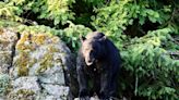 Bear who injured B.C. woman in ‘defensive’ attack will not be put down